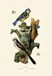 Long-tailed Tit, 1833-39